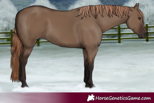 Horse Color:Liver Red Dun 