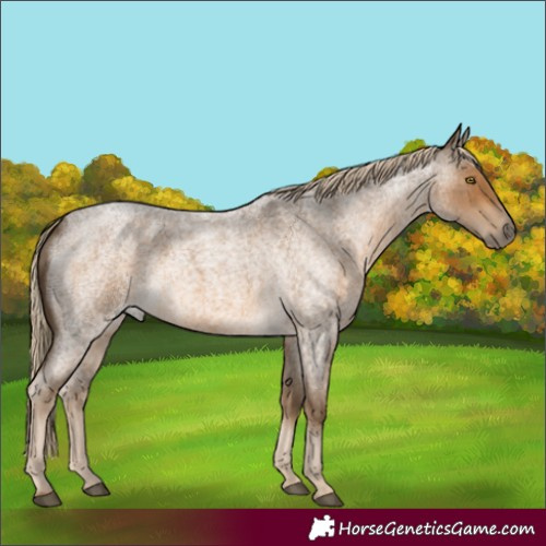 Horse Color:Chocolate Palomino Roan