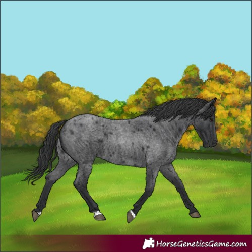 Horse Color:Blue Roan 