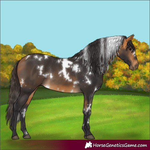 Horse Color:White Spotted Buckskin 