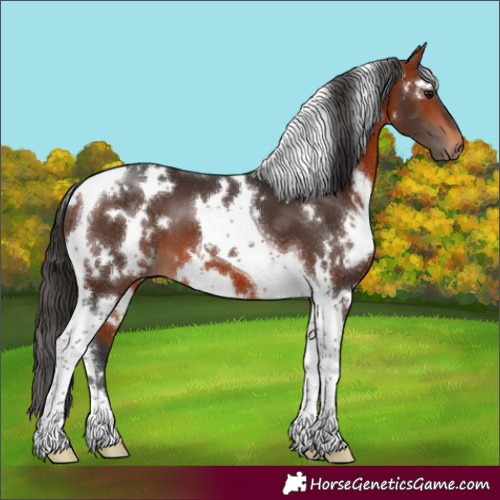 Horse Color:White Spotted Brown Tobiano 