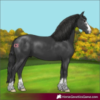 Horse Color:Black 