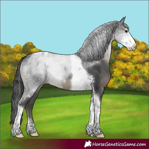 Horse Color:Black Sabino Tobiano Rabicano 