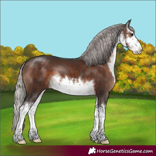 Horse Color:White Spotted Silver Brown