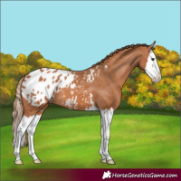 Horse Color:Chestnut Splash Appaloosa 