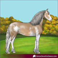 Horse Color:Silver Buckskin Dun Sabino 