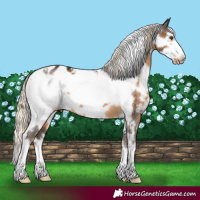 Horse Color:White Spotted Chocolate Palomino Frame Blanket