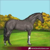 Horse Color:Grullo Tobiano 