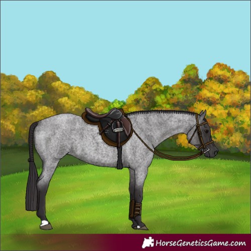 Horse Color:Smoky Blue Roan