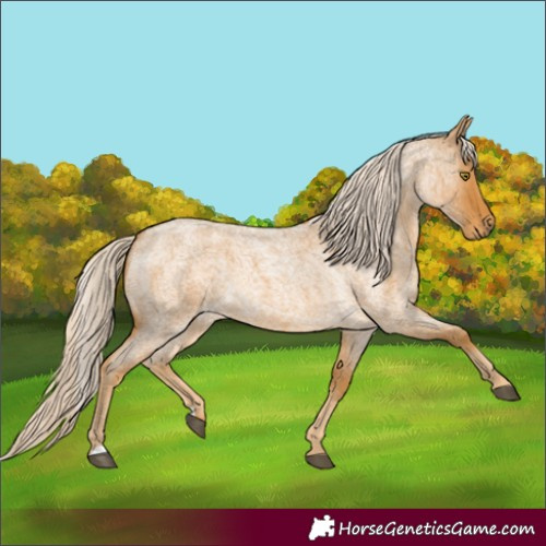 Horse Color:Palomino Roan 
