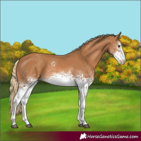 Horse Color:White Spotted Chestnut