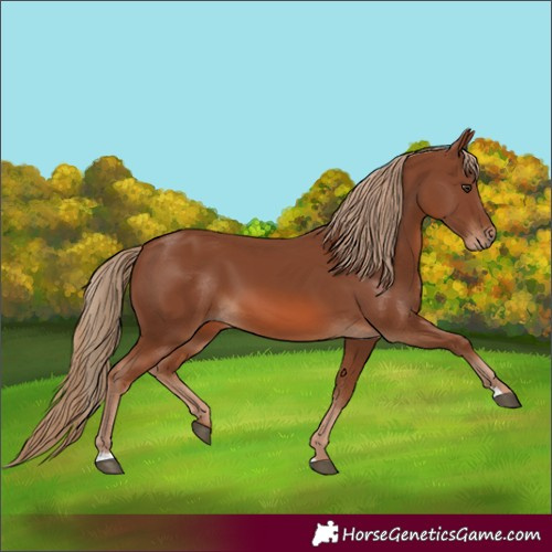 Horse Color:Chestnut 