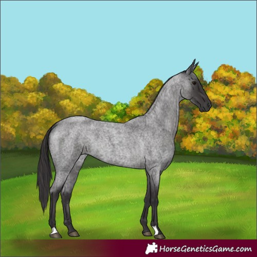 Horse Color:Smoky Blue Roan 