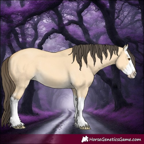 Horse Color:Buckskin Dun Splash