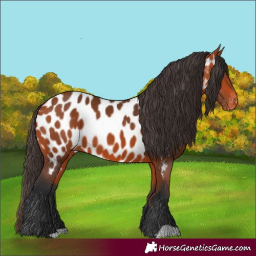Horse Color:Bay Appaloosa 