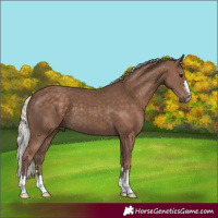 Horse Color:Silver Black