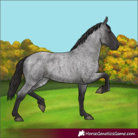 Horse Color:Smoky Blue Roan 