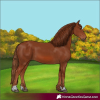 Horse Color:Chestnut 