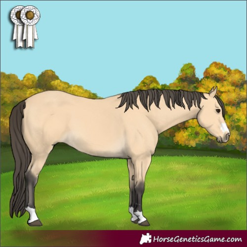 Horse Color:Buckskin 
