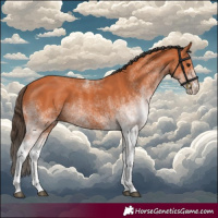 Horse Color:White Spotted Bay 