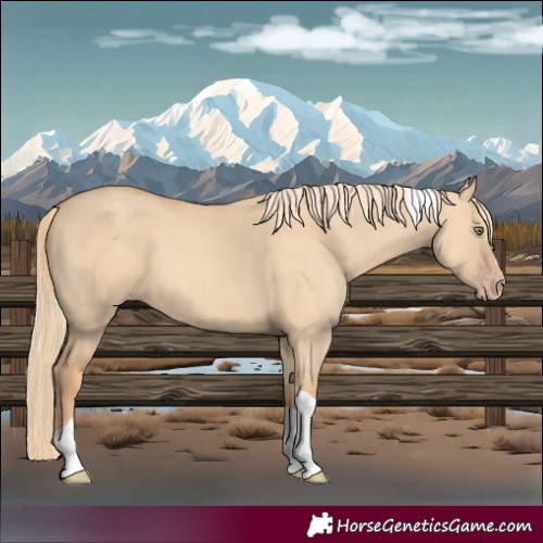 Horse Color:Gold Champagne Dun Tobiano 