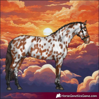 Horse Color:Bay Appaloosa