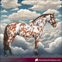 Horse Color:Bay Appaloosa 