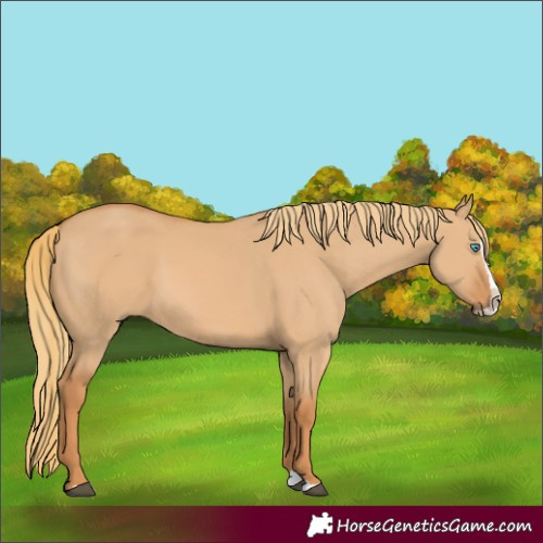 Horse Color:Red Dun Splash 