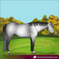 Horse Color:Gray Black 
