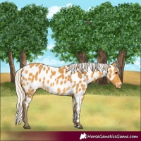 Horse Color:Silver Buckskin Near Leopard 