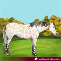Horse Color:Buckskin Appaloosa