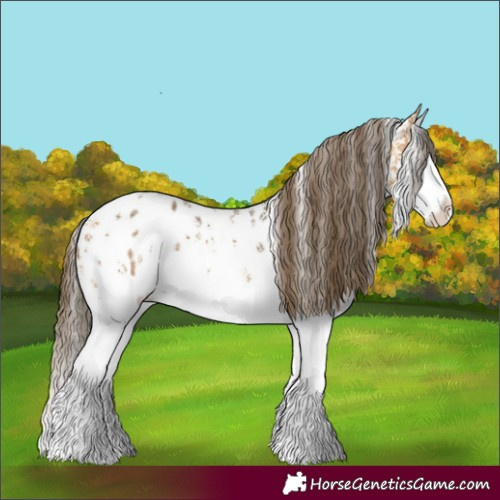 Horse Color:Buckskin Sabino Splash Appaloosa 