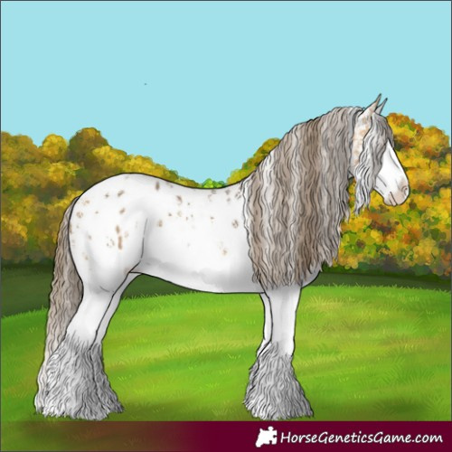 Horse Color:Buckskin Sabino Splash Appaloosa 