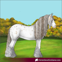 Horse Color:Buckskin Sabino Splash Appaloosa 