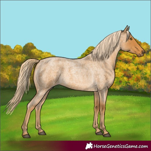 Horse Color:Palomino Roan