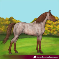 Horse Color:Red Roan