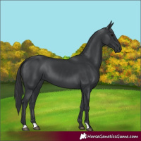 Horse Color:Black 