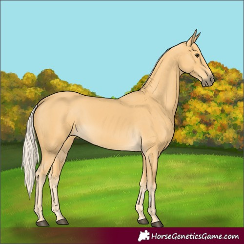 Horse Color:Palomino