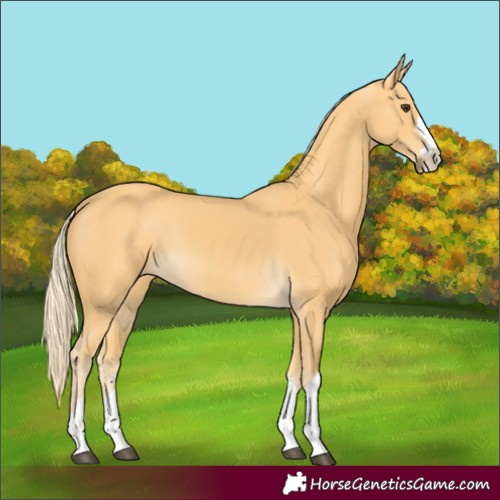 Horse Color:Palomino