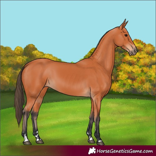 Horse Color:Bay 