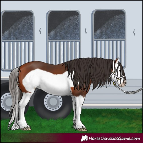 Horse Color:Bay Splash Frame 
