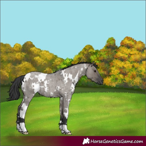 Horse Color:White Spotted Grullo Roan 