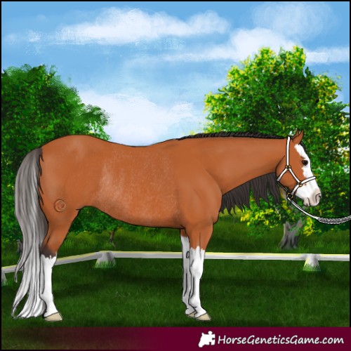 Horse Color:Bay Splash Rabicano 