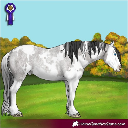 Horse Color:White Spotted Grullo Roan Splash Rabicano