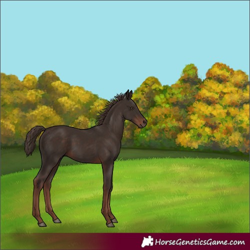 Horse Color:Liver Chestnut