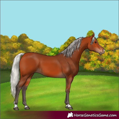 Horse Color:Silver Bay
