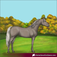 Horse Color:Silver Grullo 