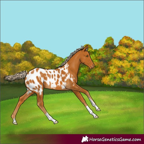 Horse Color:Palomino Near Leopard 