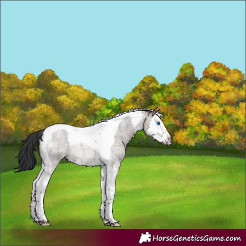 Horse Color:Brown Roan Dun Splash Tobiano Rabicano