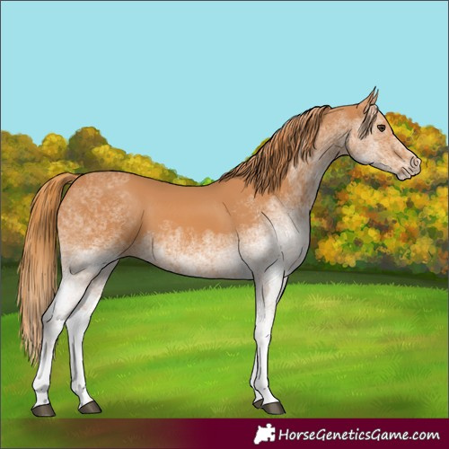 Horse Color:White Spotted Chestnut 